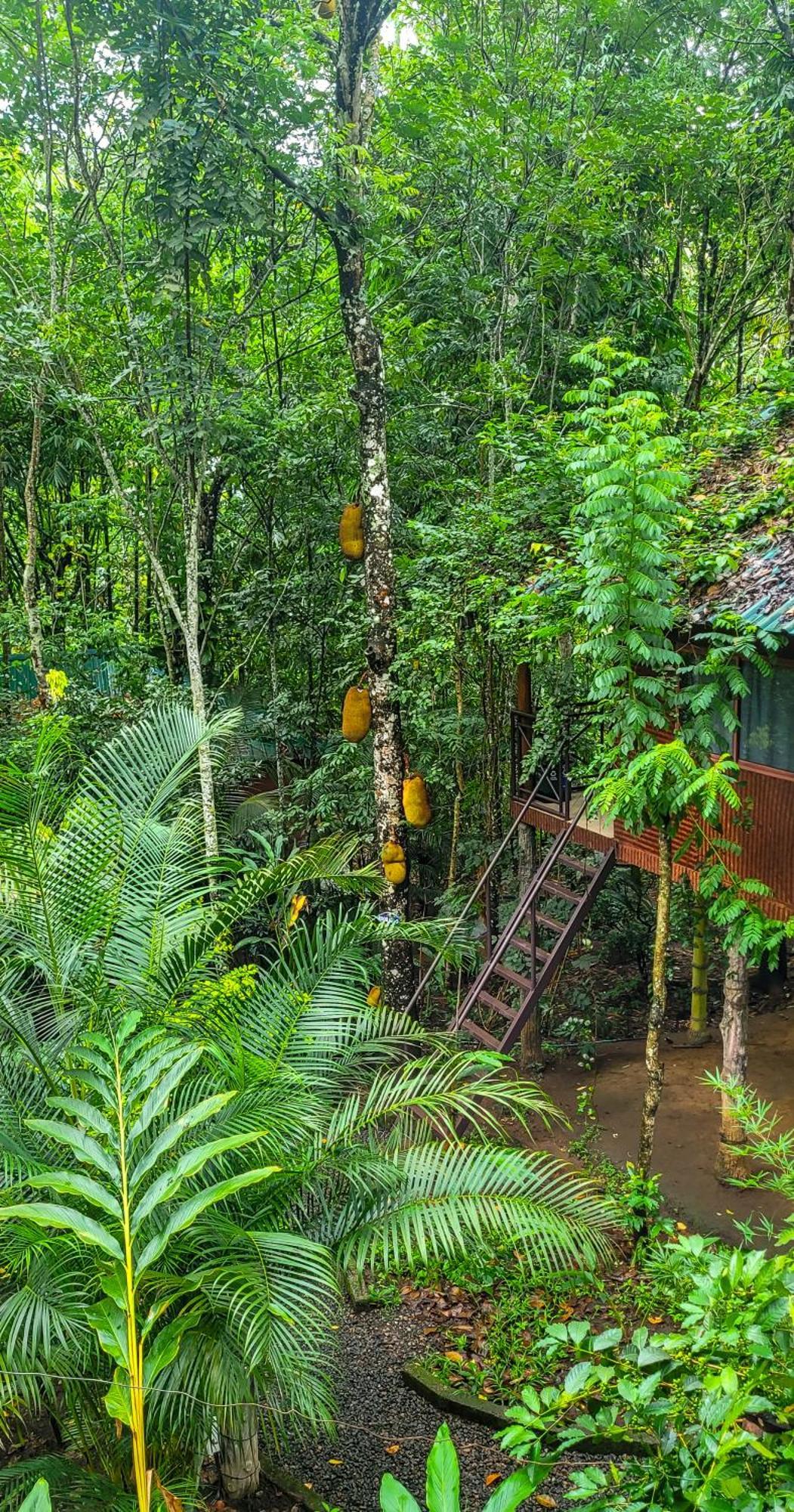 Monsoon Retreats Ecostay- Treehouse Thekkady Exteriör bild