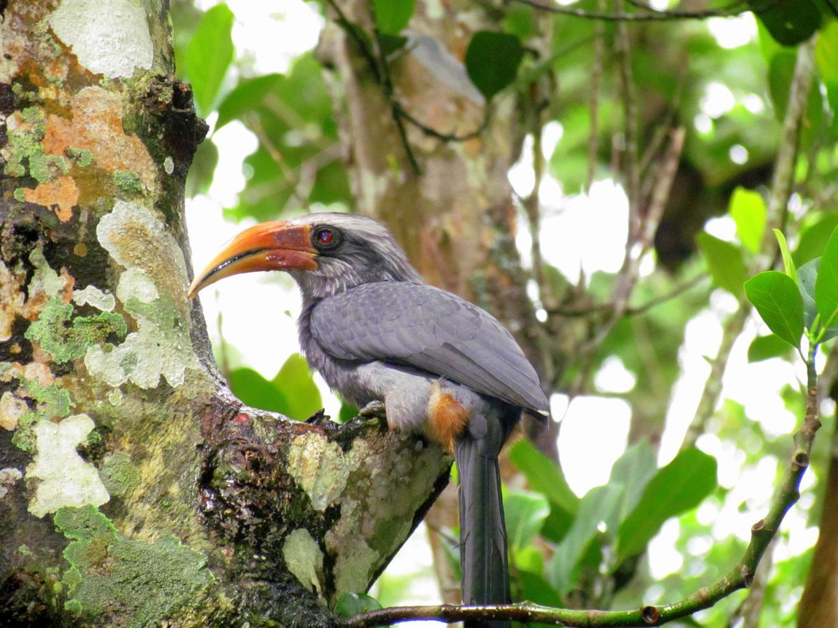 Monsoon Retreats Ecostay- Treehouse Thekkady Exteriör bild