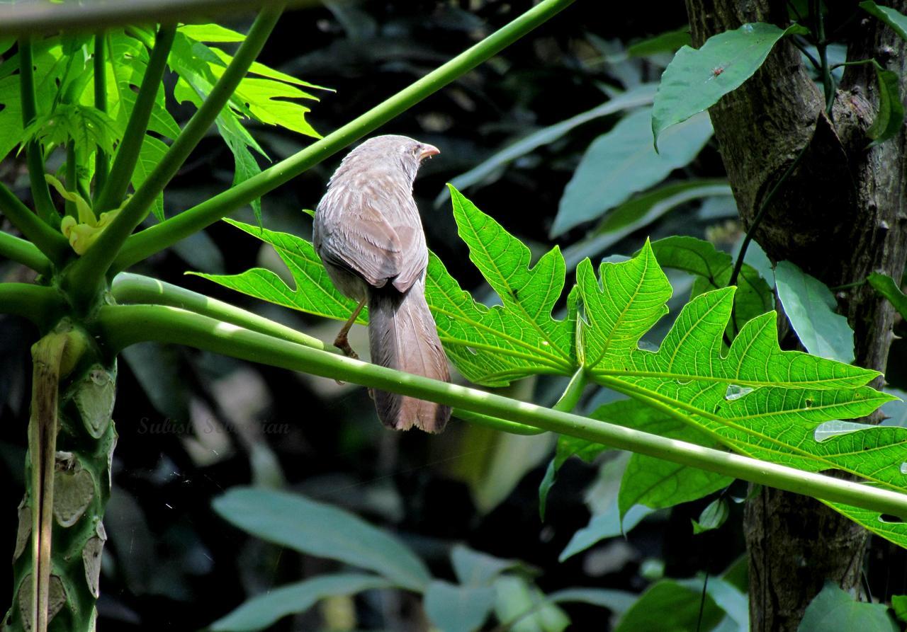 Monsoon Retreats Ecostay- Treehouse Thekkady Exteriör bild