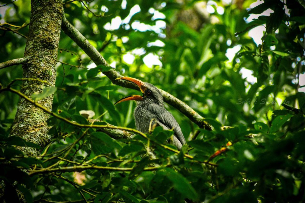 Monsoon Retreats Ecostay- Treehouse Thekkady Exteriör bild